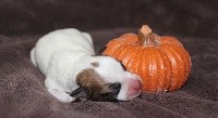 De La Cité Du Bolwerk - Jack Russell Terrier - Portée née le 31/10/2020