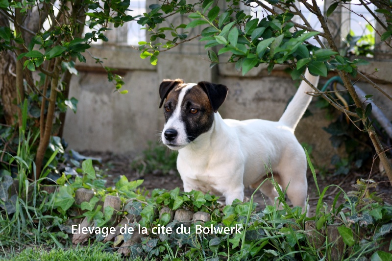 Lowson love De La Cité Du Bolwerk