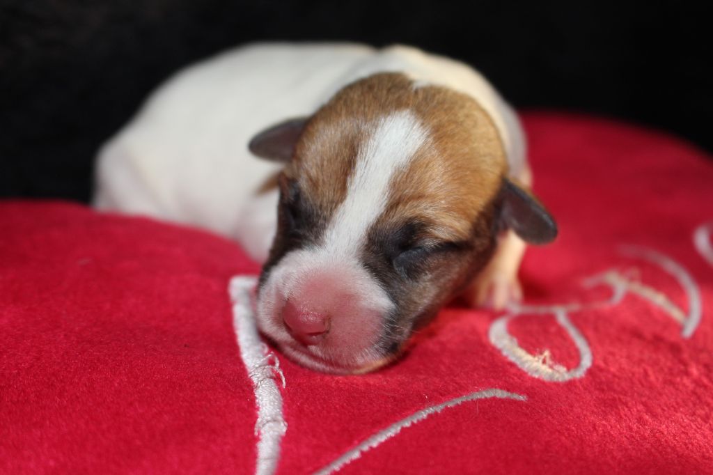 De La Cité Du Bolwerk - Chiot disponible  - Jack Russell Terrier