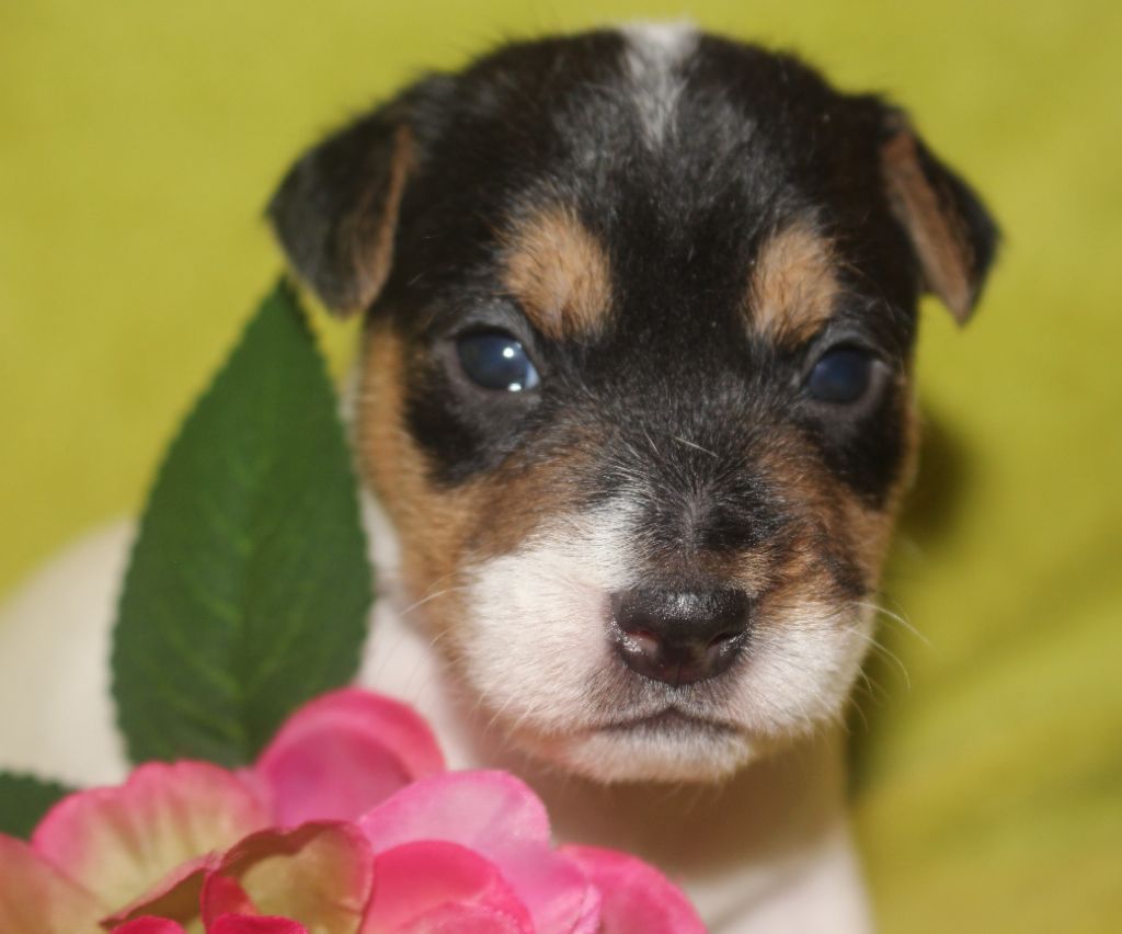 De La Cité Du Bolwerk - Chiot disponible  - Parson Russell Terrier