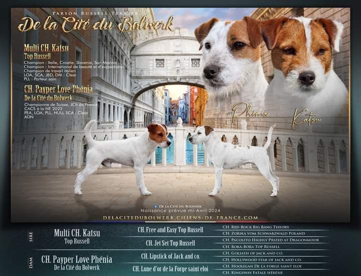 chiot Parson Russell Terrier De La Cité Du Bolwerk