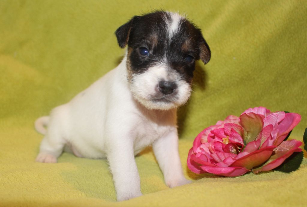 De La Cité Du Bolwerk - Chiot disponible  - Parson Russell Terrier