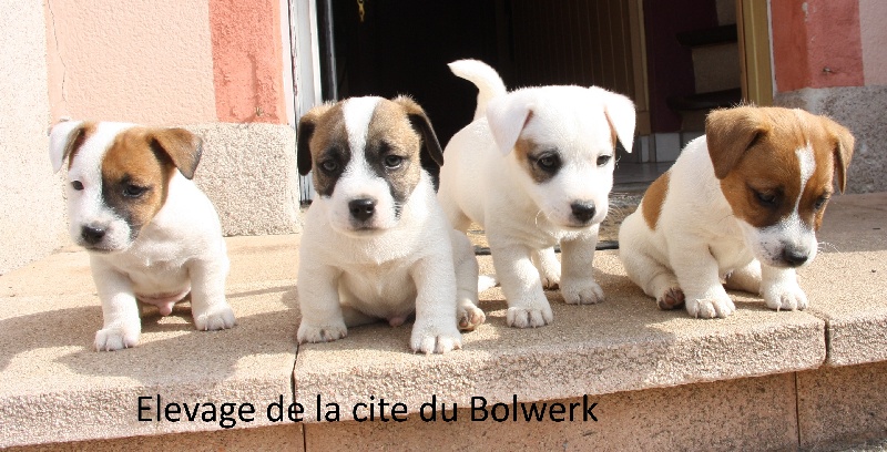 De La Cité Du Bolwerk - Jack Russell Terrier - Portée née le 08/02/2015