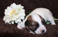 De La Cité Du Bolwerk - Jack Russell Terrier - Portée née le 18/06/2021