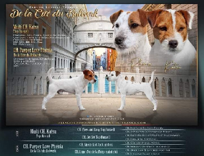 De La Cité Du Bolwerk - Parson Russell Terrier - Portée née le 15/04/2024