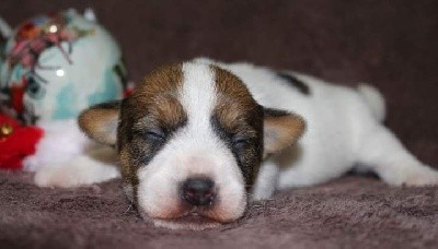 De La Cité Du Bolwerk - Jack Russell Terrier - Portée née le 02/12/2021