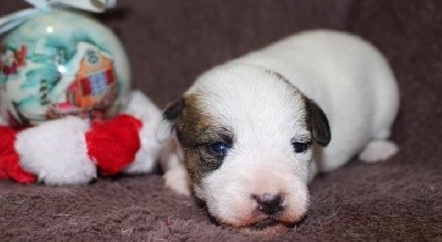 De La Cité Du Bolwerk - Jack Russell Terrier - Portée née le 02/12/2021