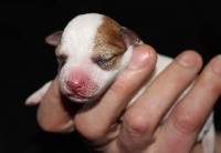 De La Cité Du Bolwerk - Jack Russell Terrier - Portée née le 10/03/2020