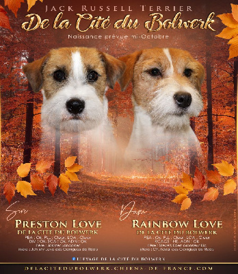 De La Cité Du Bolwerk - Jack Russell Terrier - Portée née le 21/10/2023