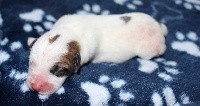 De La Cité Du Bolwerk - Jack Russell Terrier - Portée née le 18/05/2020