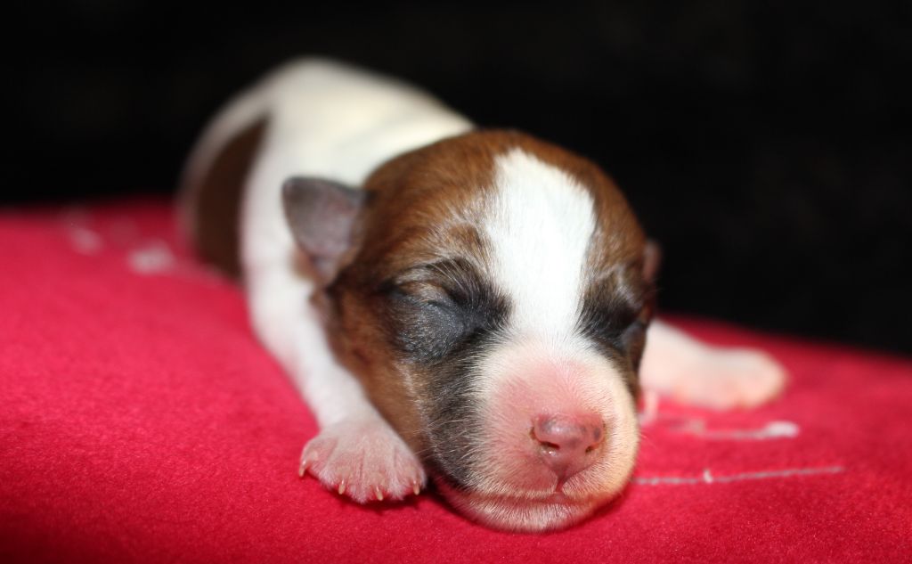 De La Cité Du Bolwerk - Chiot disponible  - Jack Russell Terrier