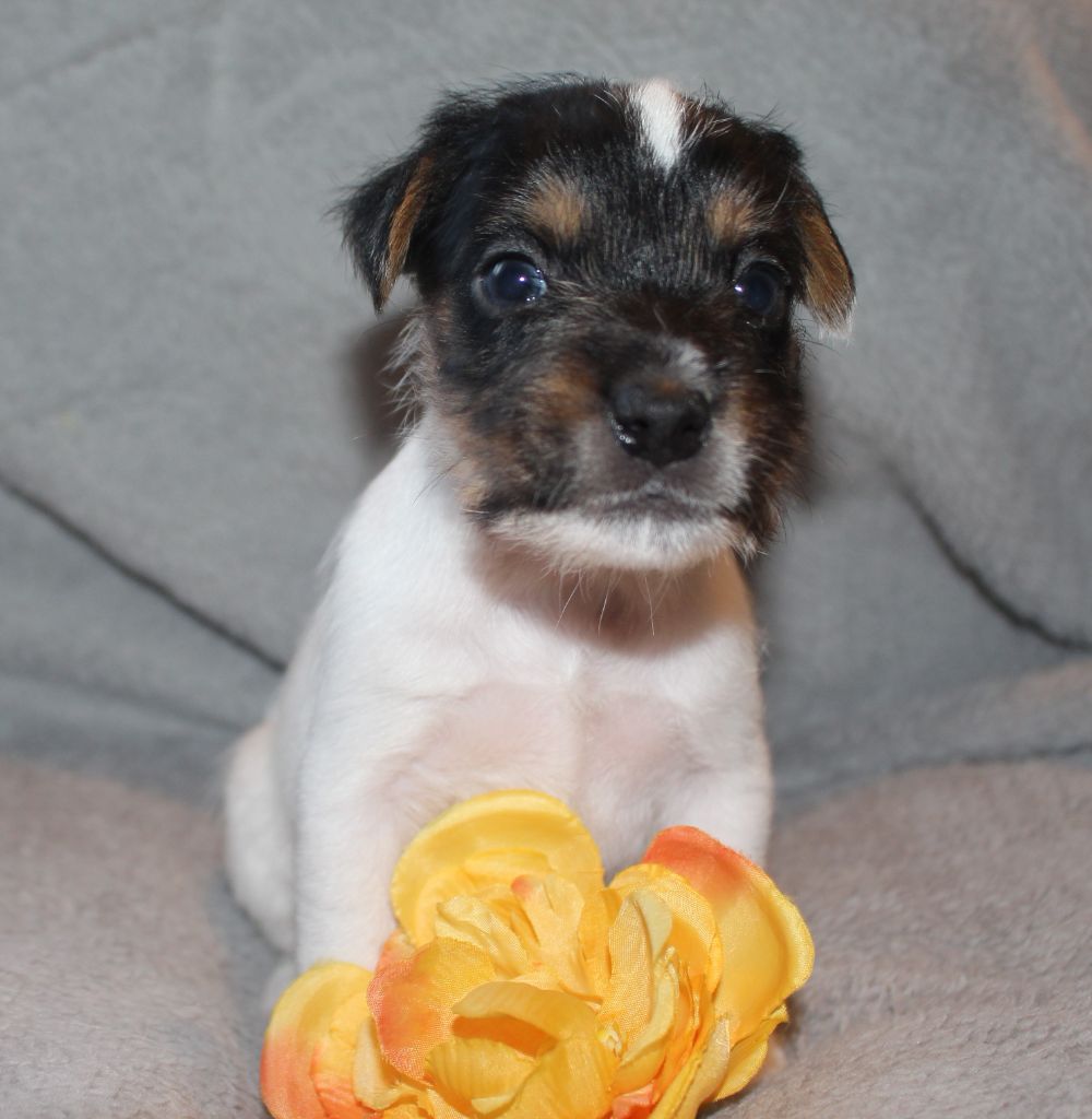 De La Cité Du Bolwerk - Chiot disponible  - Parson Russell Terrier