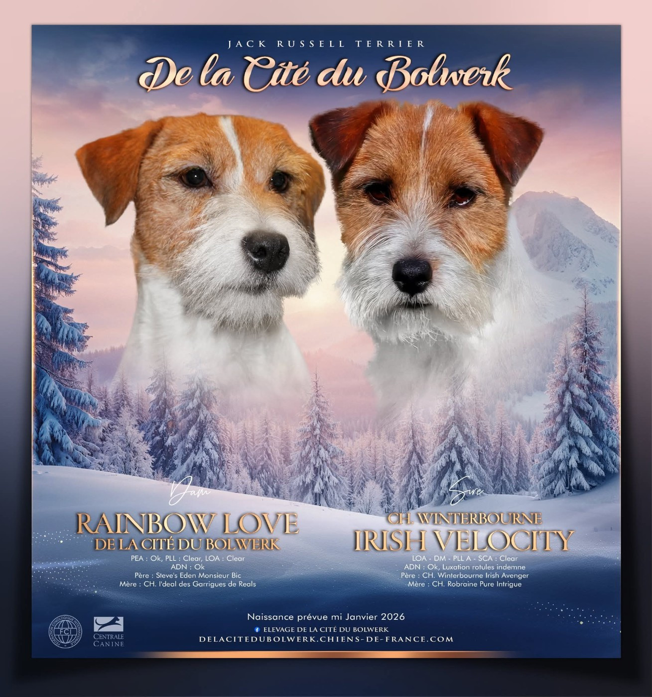 Chiot Jack Russell Terrier De La Cité Du Bolwerk