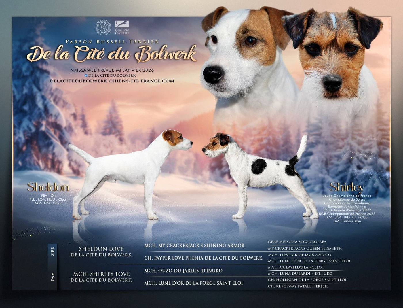 De La Cité Du Bolwerk - Parson Russell Terrier - Portée née le 21/01/2026