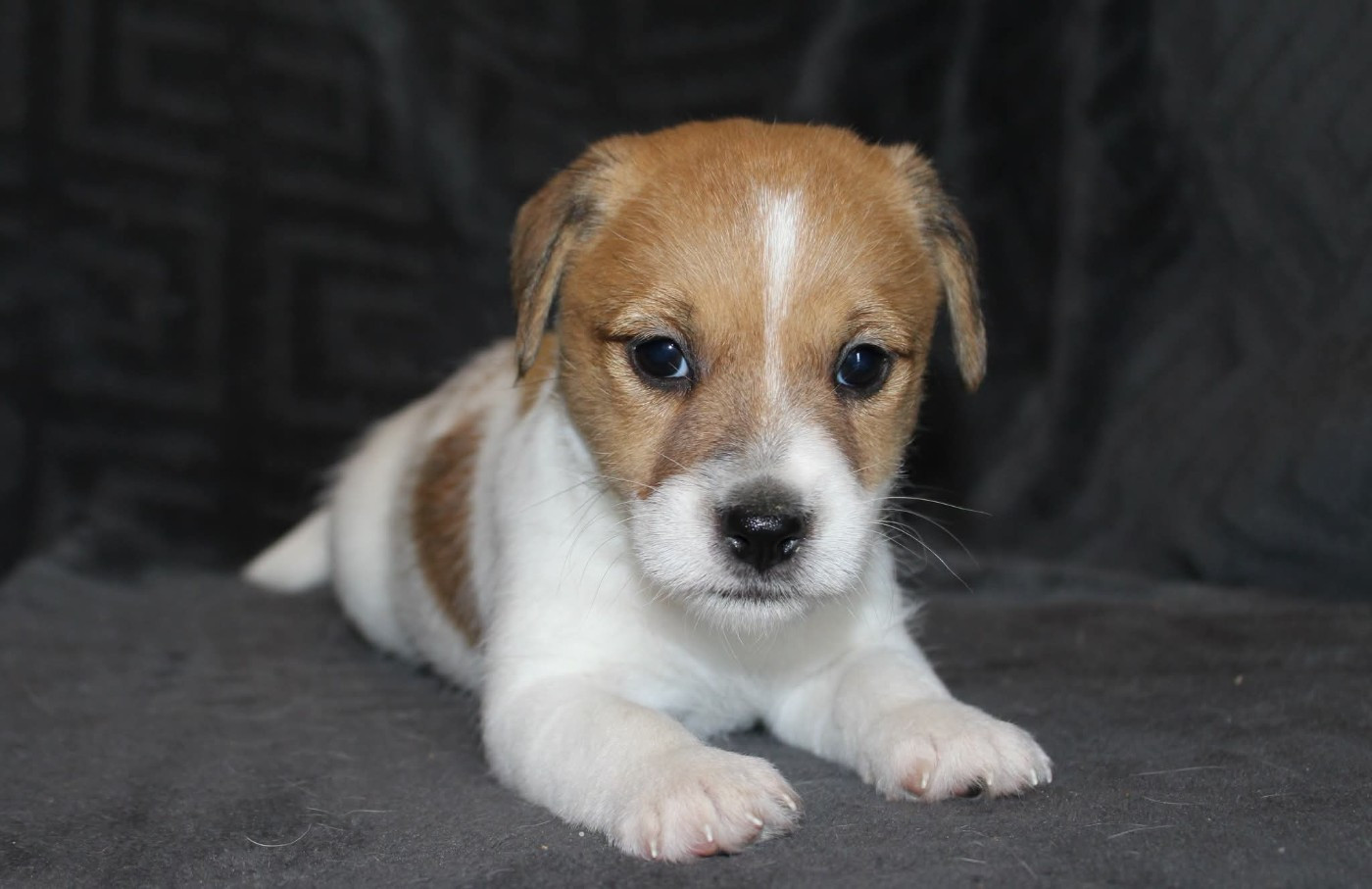 De La Cité Du Bolwerk - Chiots disponibles - Jack Russell Terrier