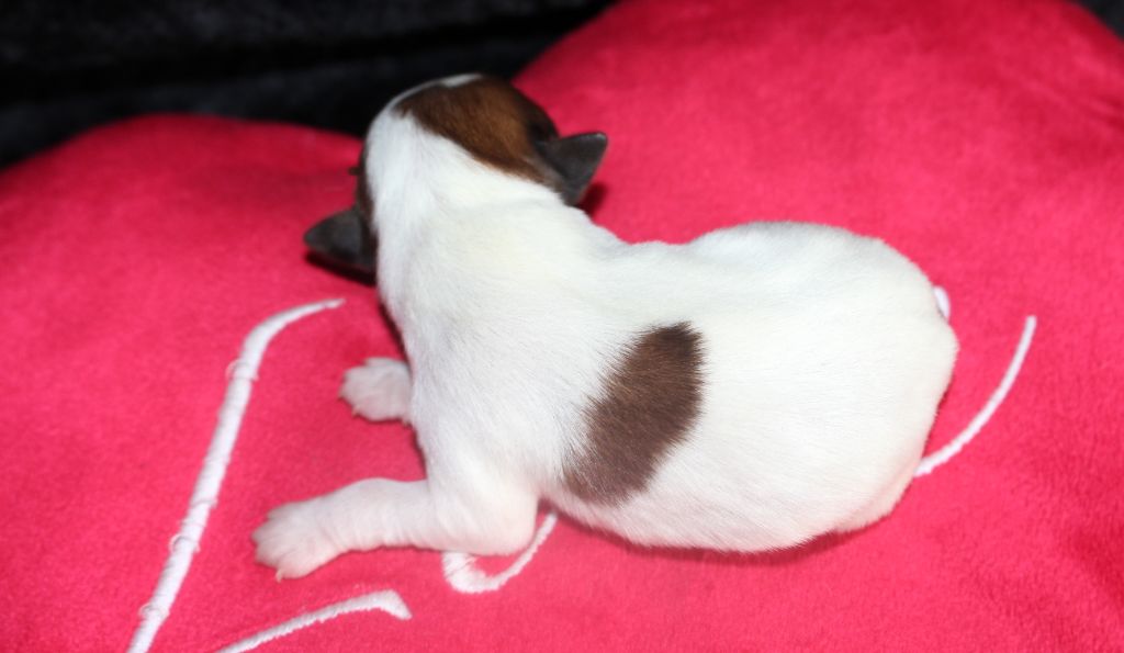 De La Cité Du Bolwerk - Chiots disponibles - Jack Russell Terrier