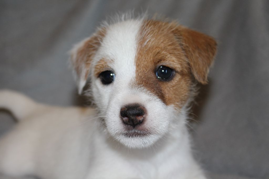 De La Cité Du Bolwerk - Chiots disponibles - Parson Russell Terrier