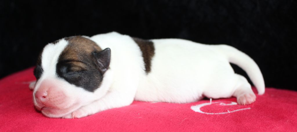 De La Cité Du Bolwerk - Chiots disponibles - Jack Russell Terrier