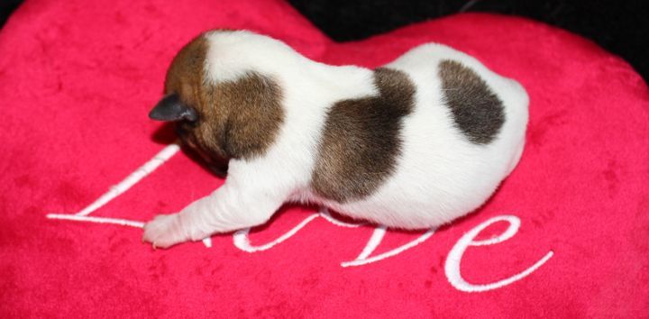 De La Cité Du Bolwerk - Jack Russell Terrier - Portée née le 29/04/2023