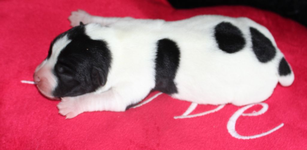 De La Cité Du Bolwerk - Chiots disponibles - Jack Russell Terrier