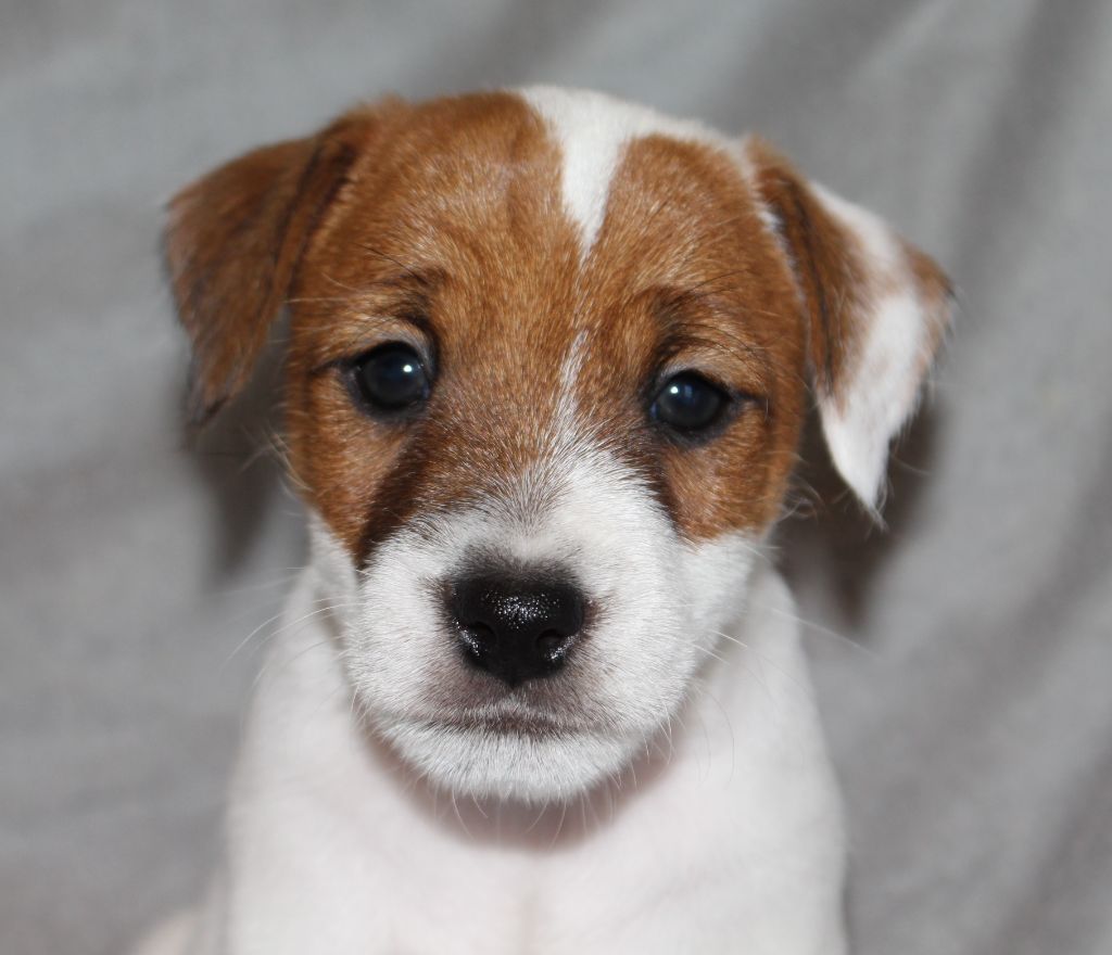 De La Cité Du Bolwerk - Chiots disponibles - Parson Russell Terrier