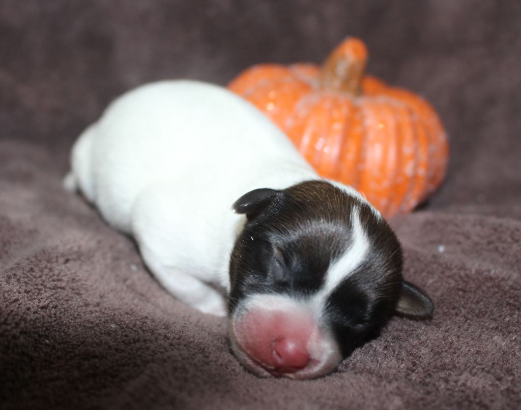 De La Cité Du Bolwerk - Jack Russell Terrier - Portée née le 31/10/2020