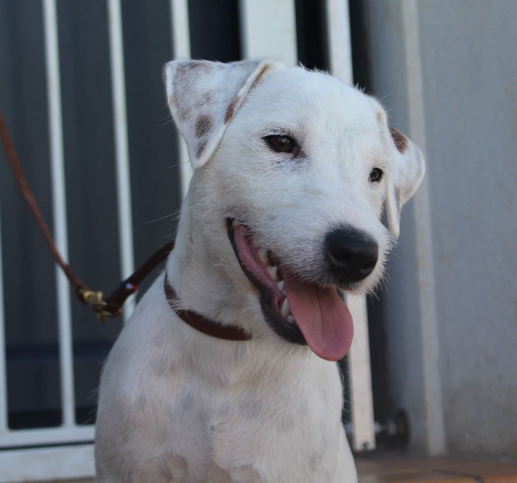 De La Cité Du Bolwerk - Chiots disponibles - Parson Russell Terrier
