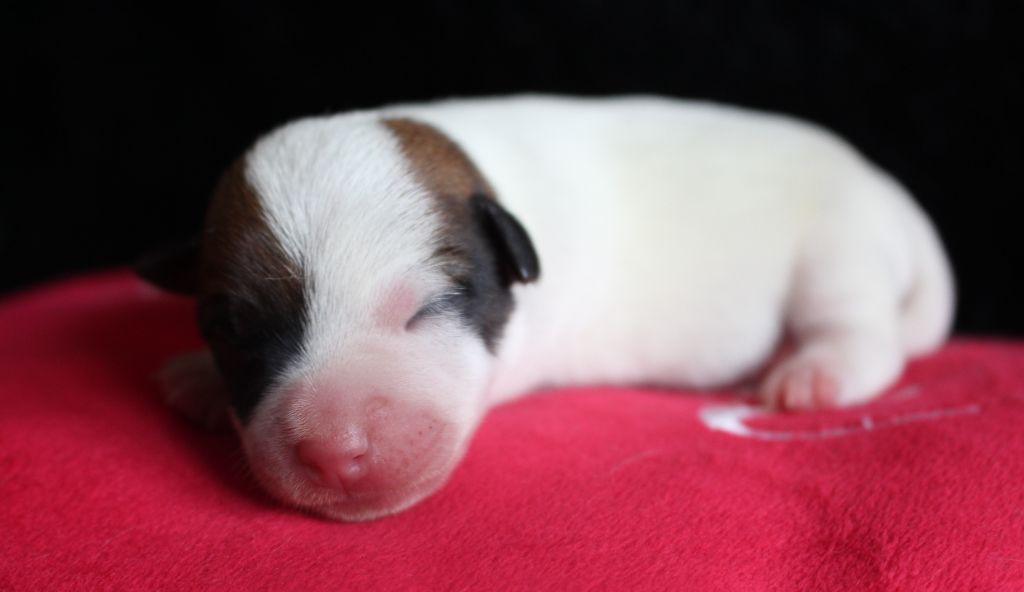 De La Cité Du Bolwerk - Chiots disponibles - Jack Russell Terrier