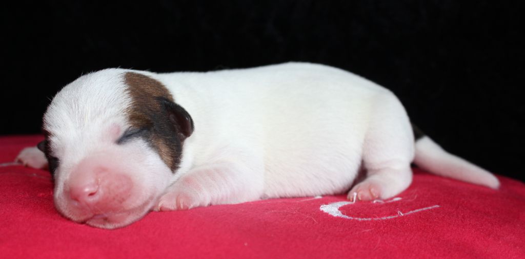 De La Cité Du Bolwerk - Chiots disponibles - Jack Russell Terrier