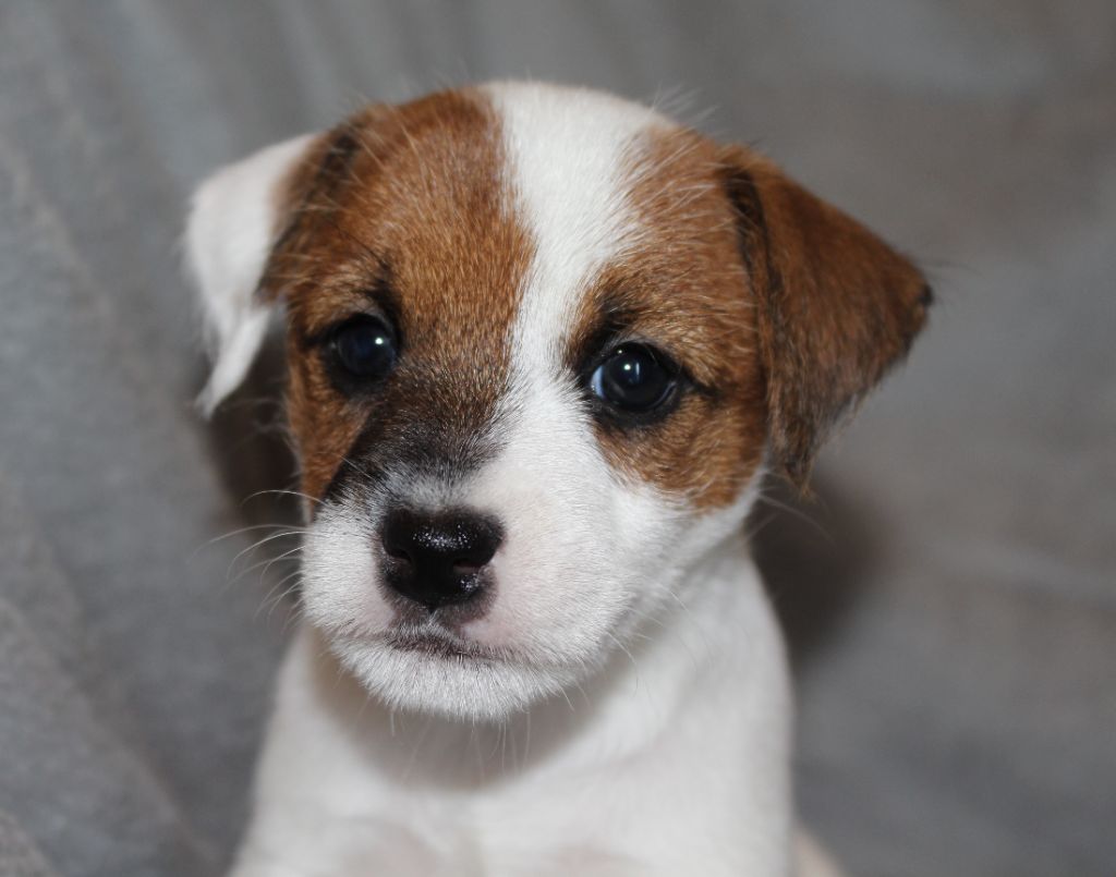 De La Cité Du Bolwerk - Chiots disponibles - Parson Russell Terrier