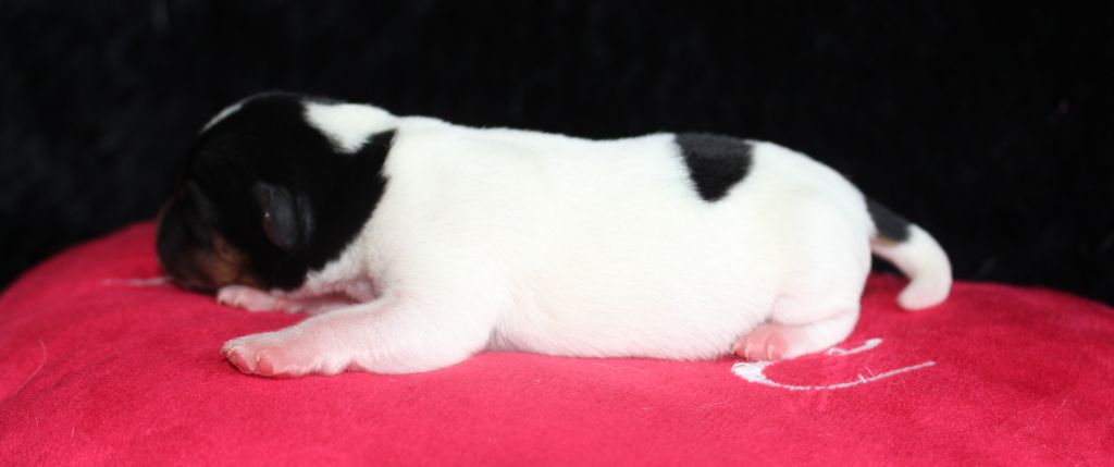 De La Cité Du Bolwerk - Chiots disponibles - Jack Russell Terrier